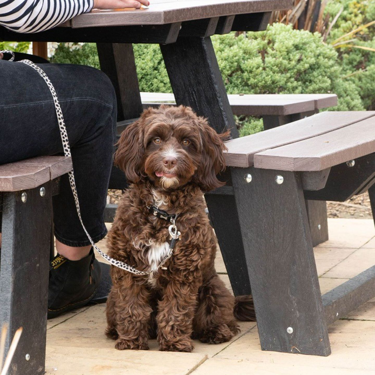 Your local dog friendly pub in Wolverhampton
